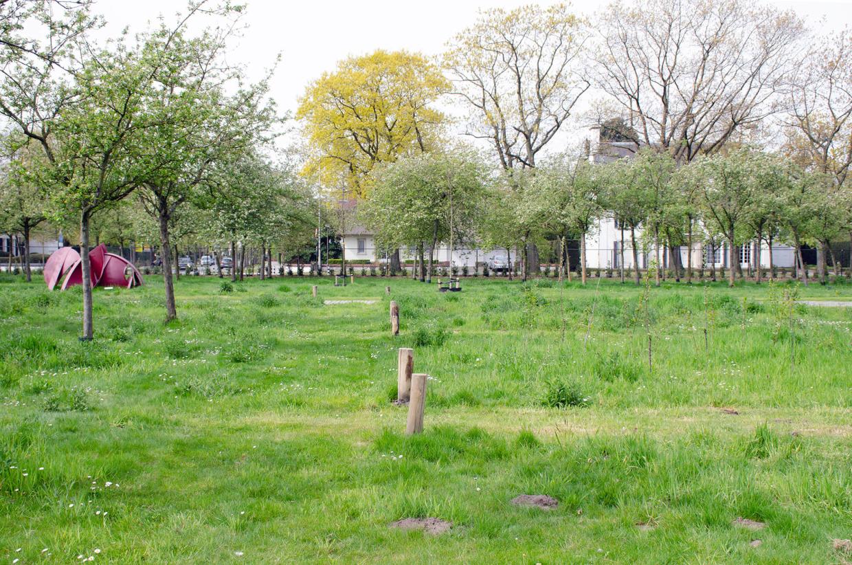 Extensief grasbeheer in het Middelheimmuseum. — Foto: © Cédric Raskin